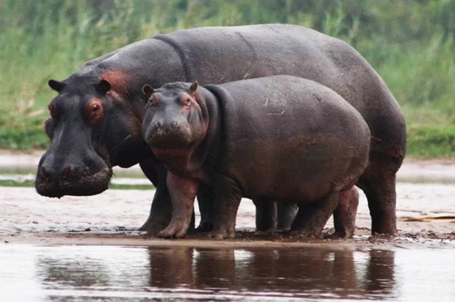 Rusizi National Park , Near Bujumbura, Bujumbura Rural, Burundi